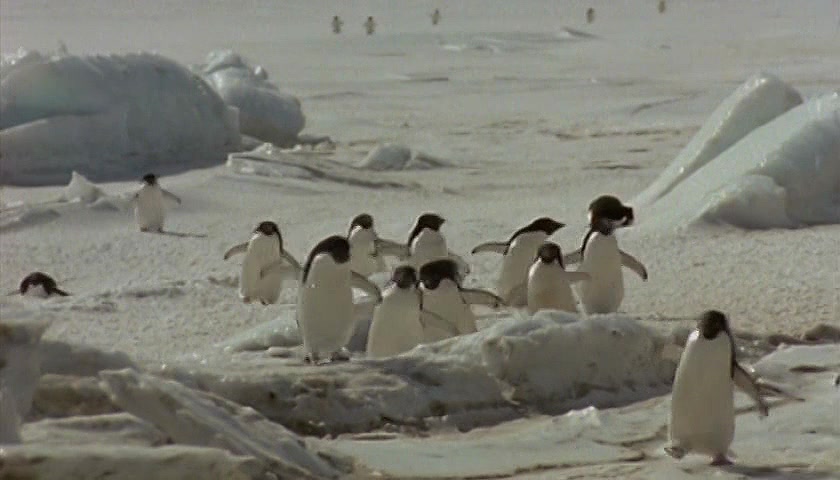 群体大自然 Massive Nature