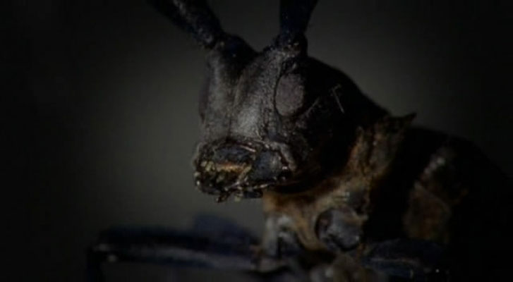 野性欧洲 Wild Europe