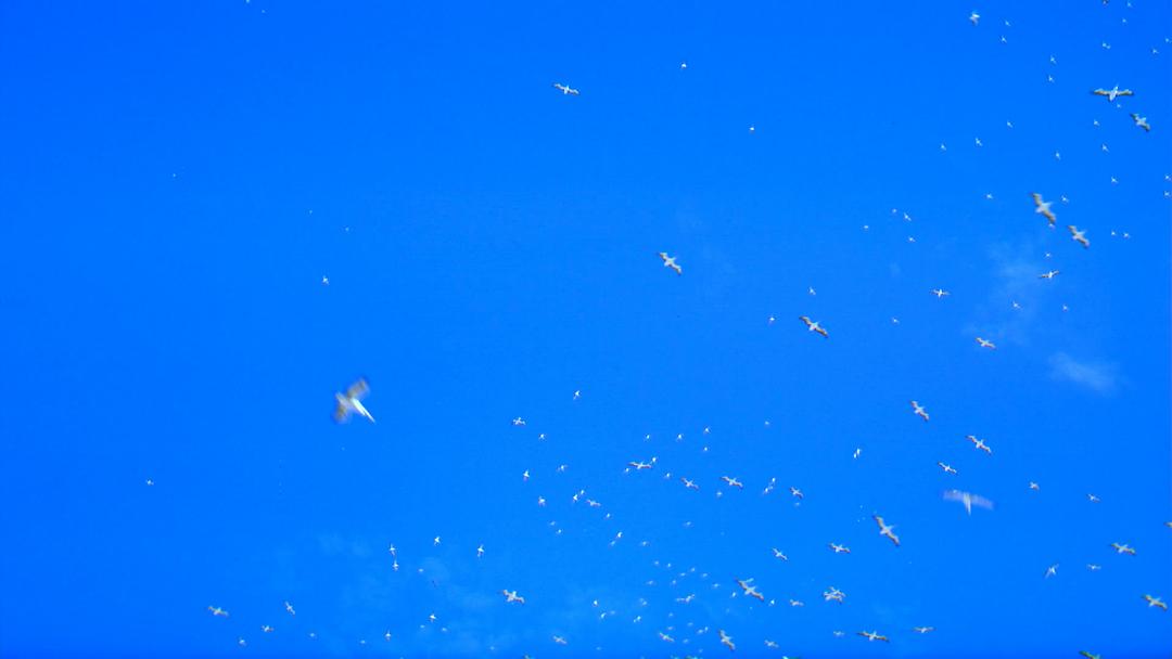 澳洲奇趣之旅 Australia: Land Beyond Time