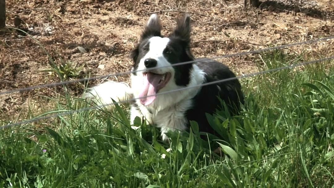 在勃艮第的一年 A Year in Burgundy