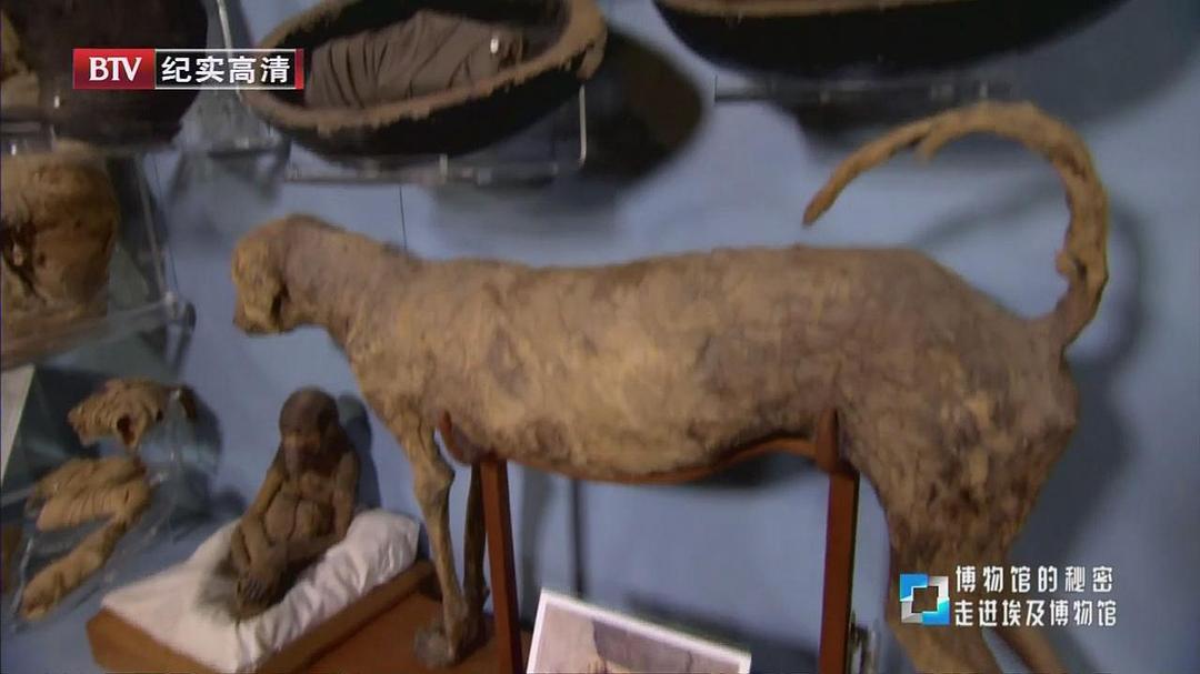 博物馆之谜 第一季 Museum Secrets Season 1