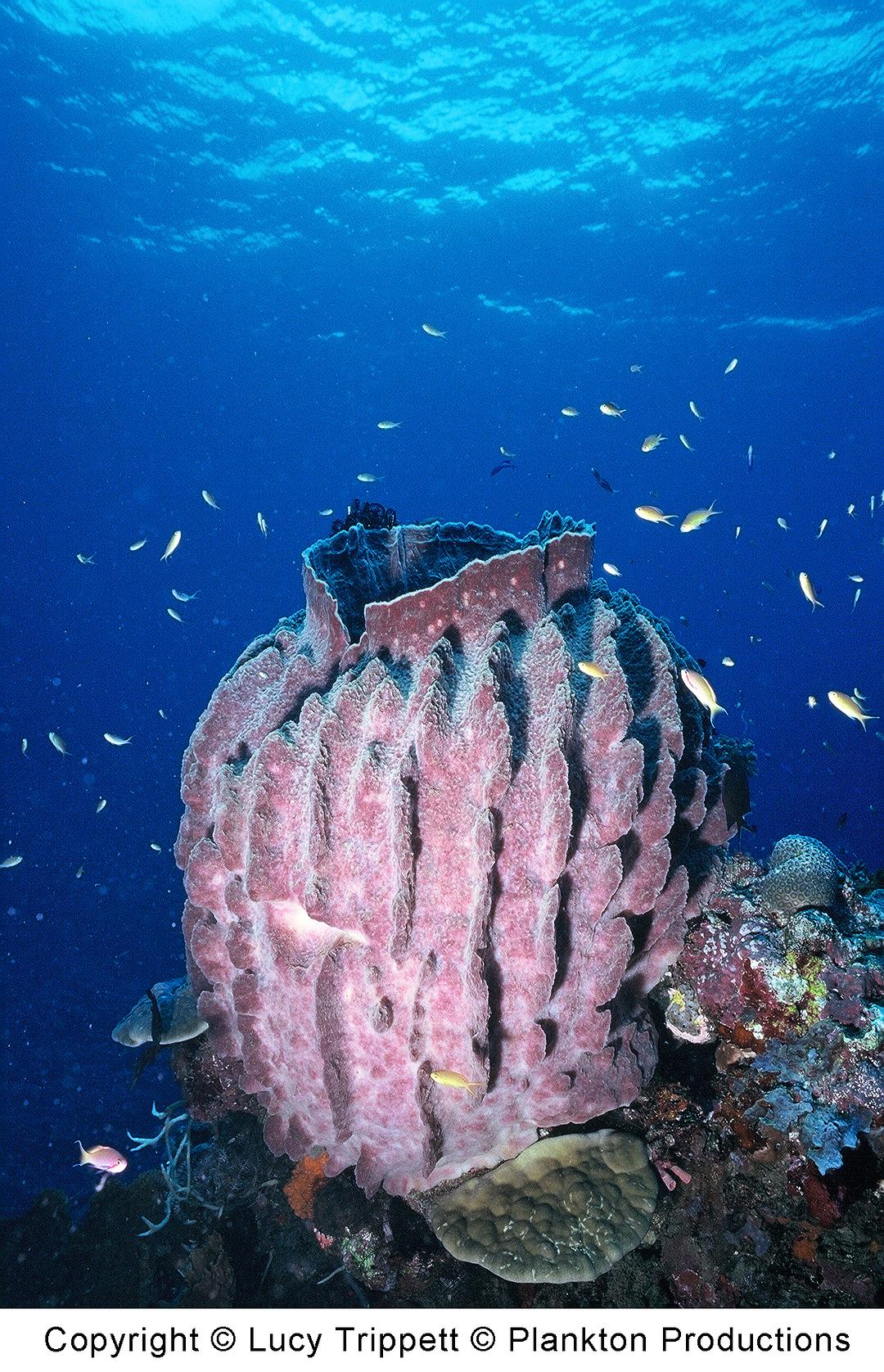 海洋星球 Planet Ocean