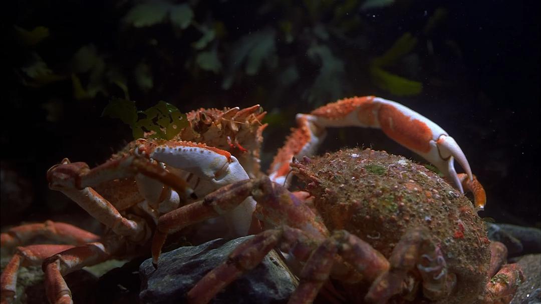 生命的起源 Origine océan – 4 milliards d'années sous les mers