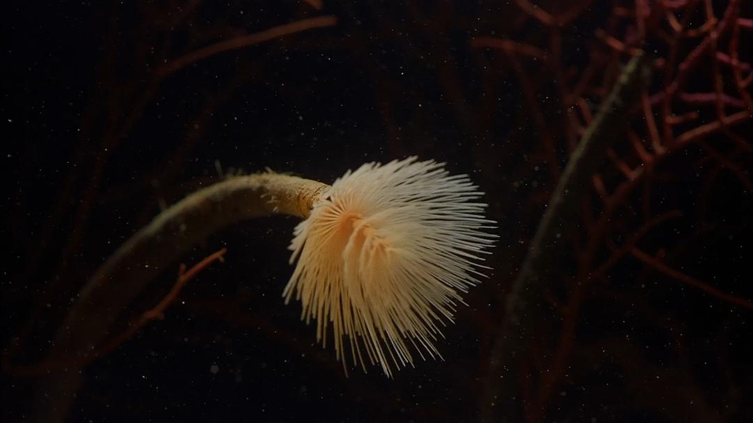 生命的起源 Origine océan – 4 milliards d'années sous les mers