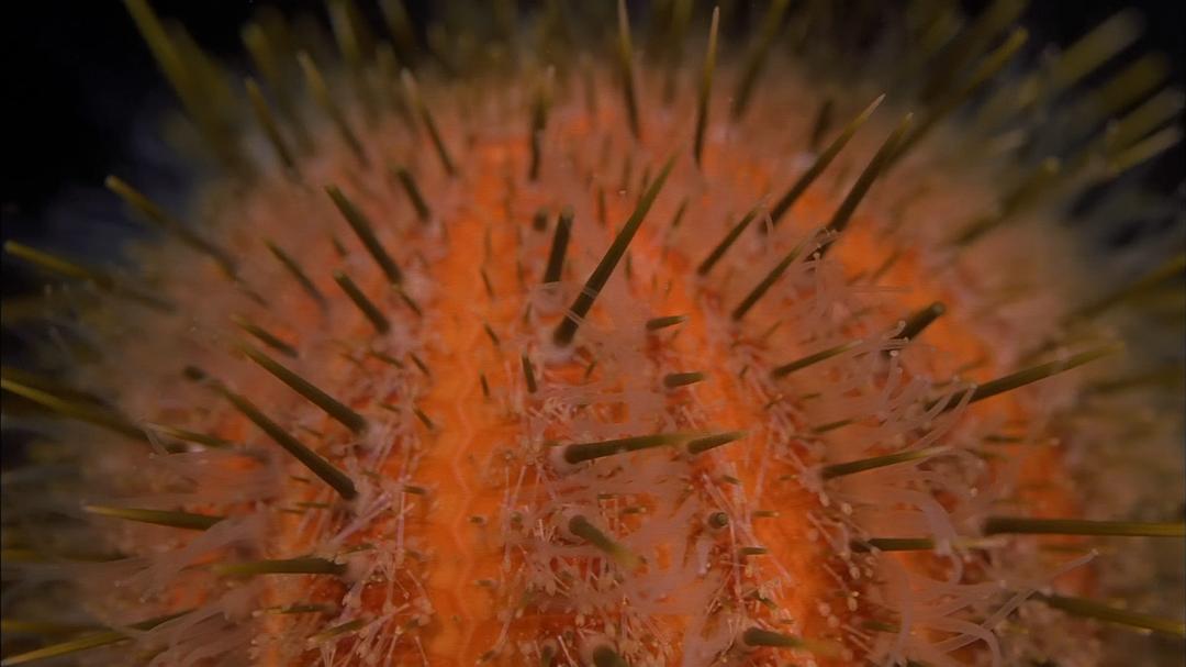 生命的起源 Origine océan – 4 milliards d'années sous les mers