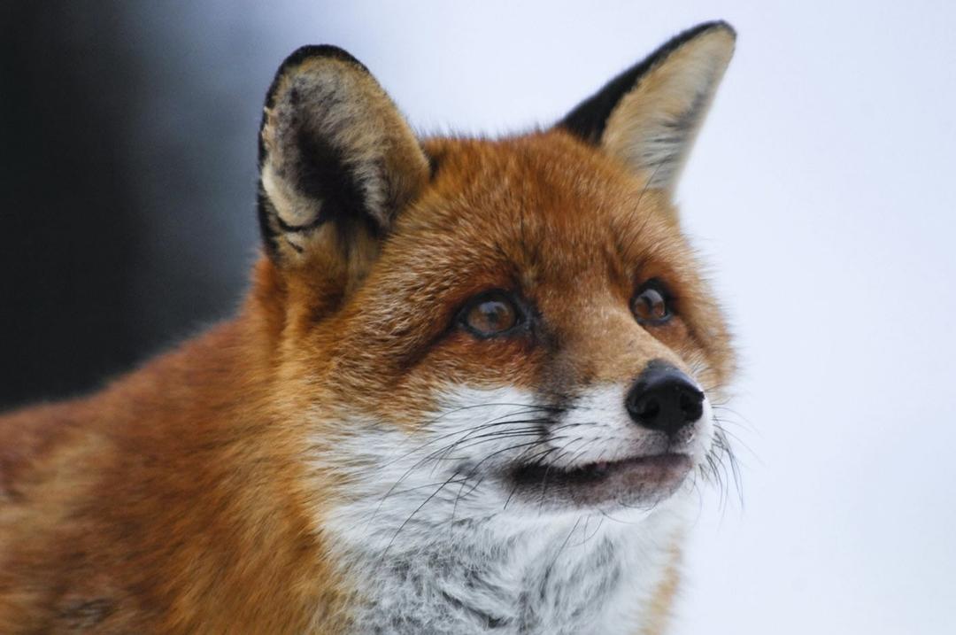 狐狸与我 Le renard et l'enfant