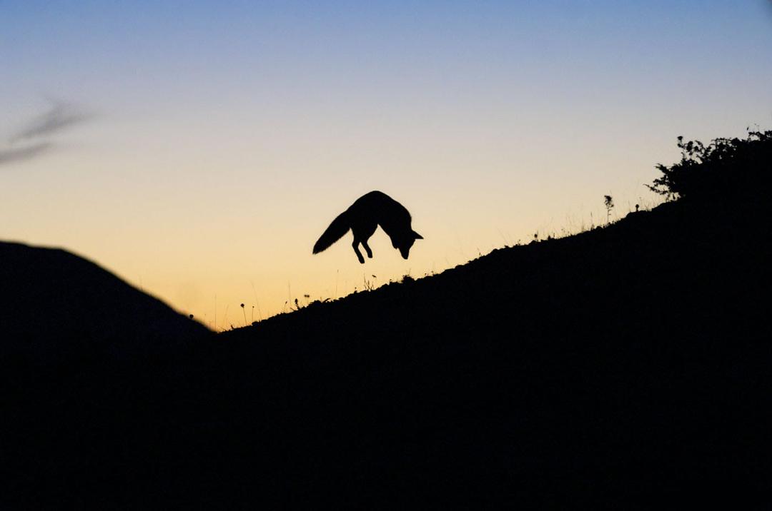 狐狸与我 Le renard et l'enfant