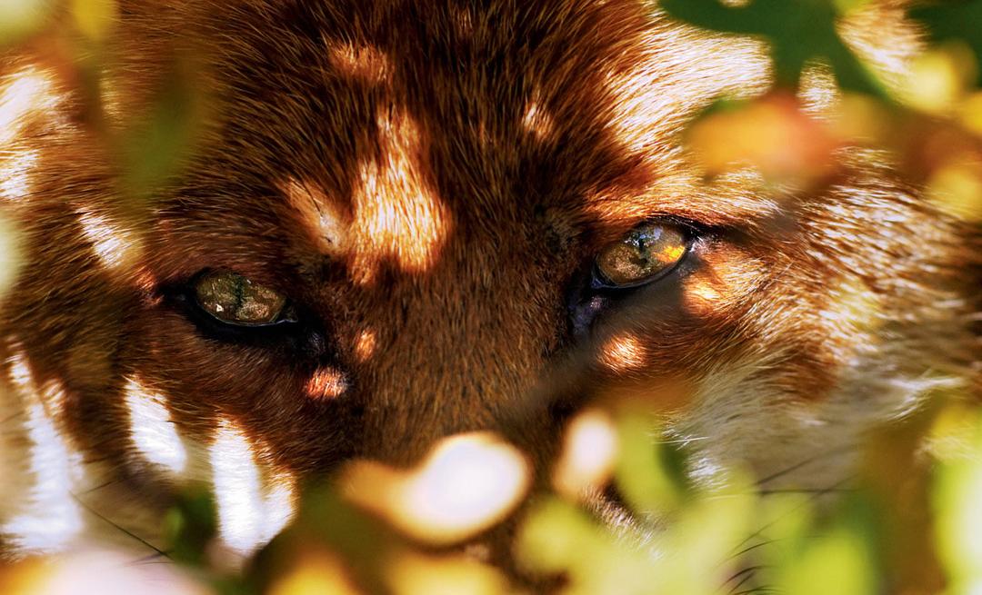 狐狸与我 Le renard et l'enfant