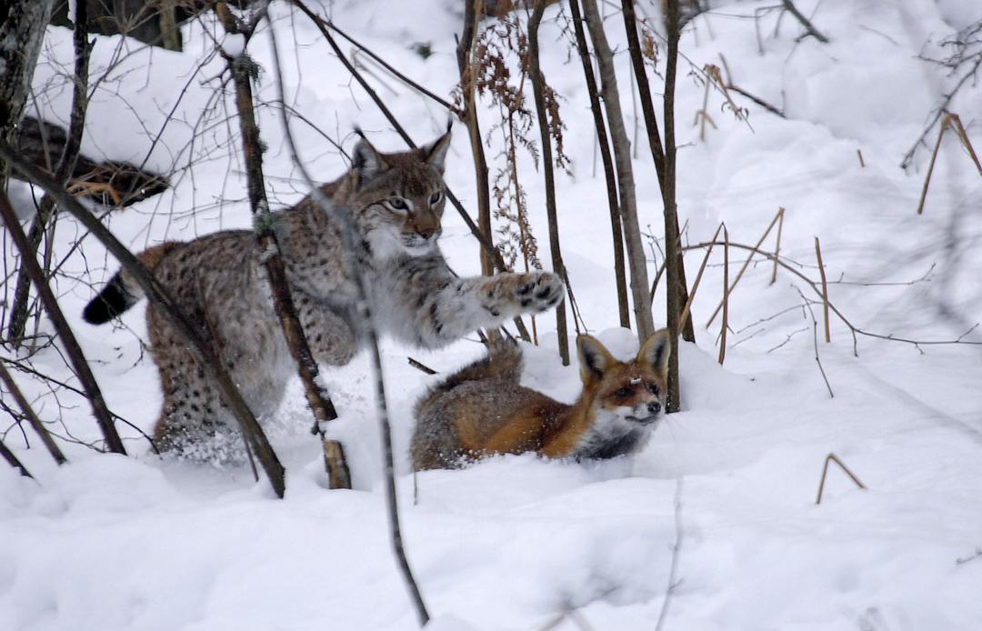 狐狸与我 Le renard et l'enfant