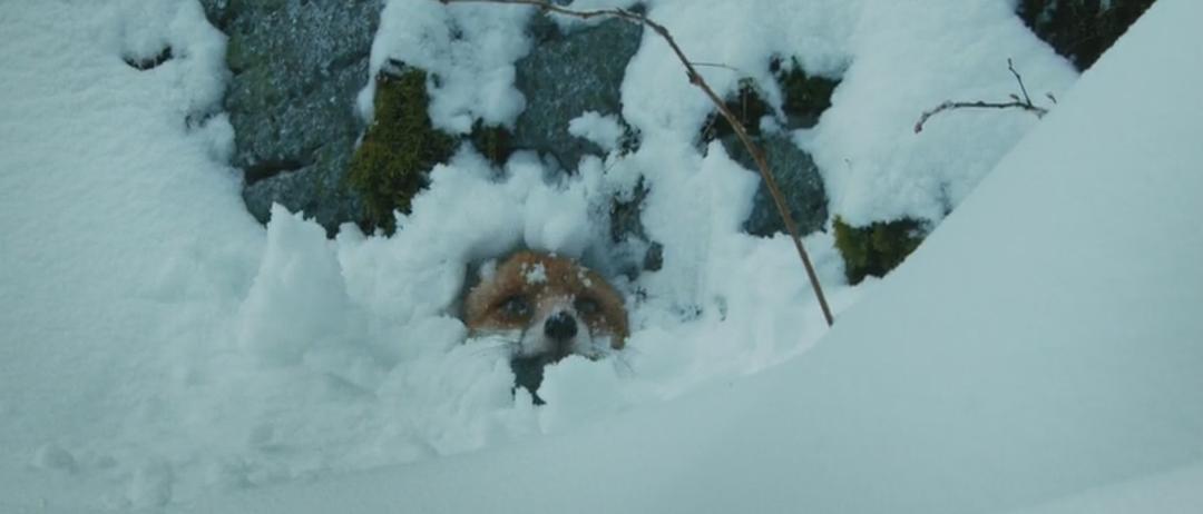 狐狸与我 Le renard et l'enfant