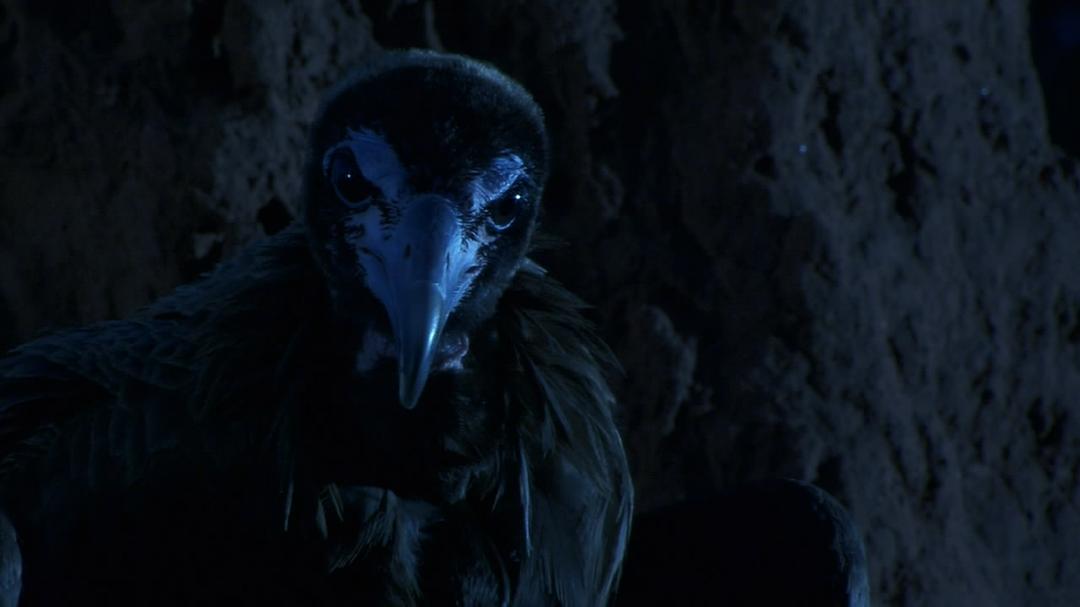 围困城堡 La Citadelle assiégée