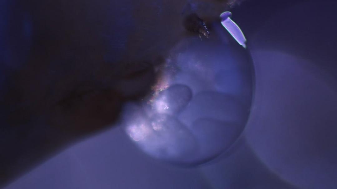 围困城堡 La Citadelle assiégée