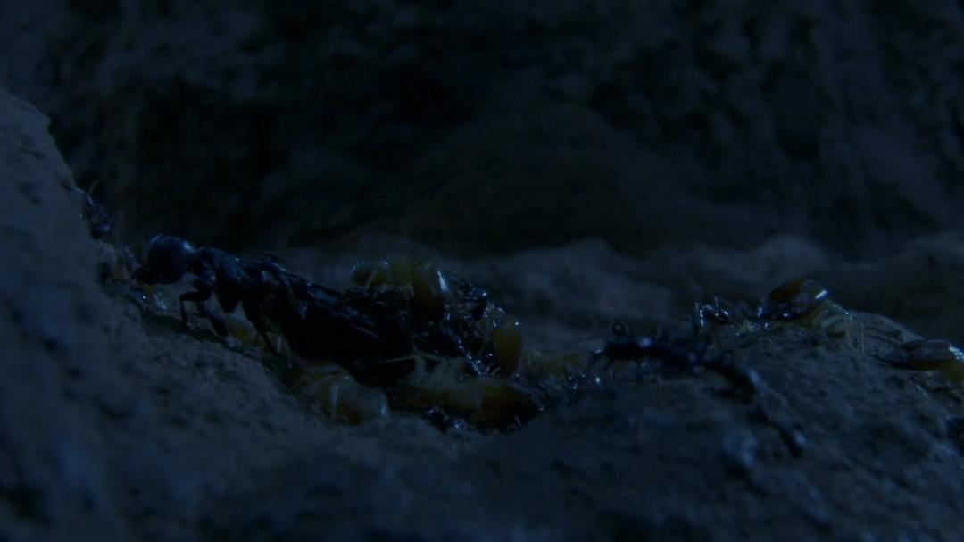 围困城堡 La Citadelle assiégée