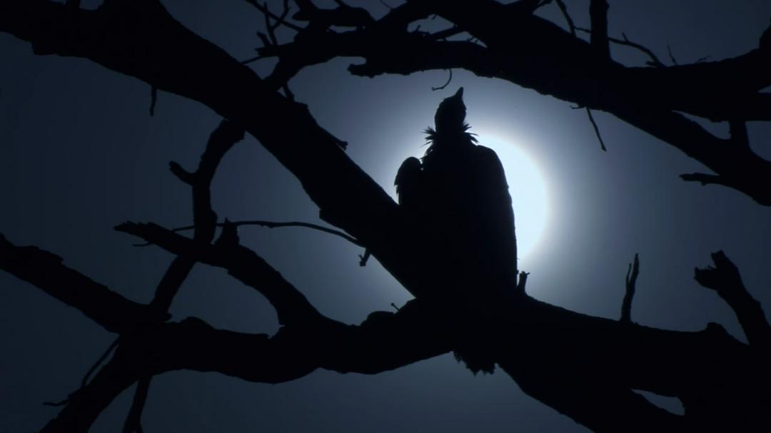 围困城堡 La Citadelle assiégée