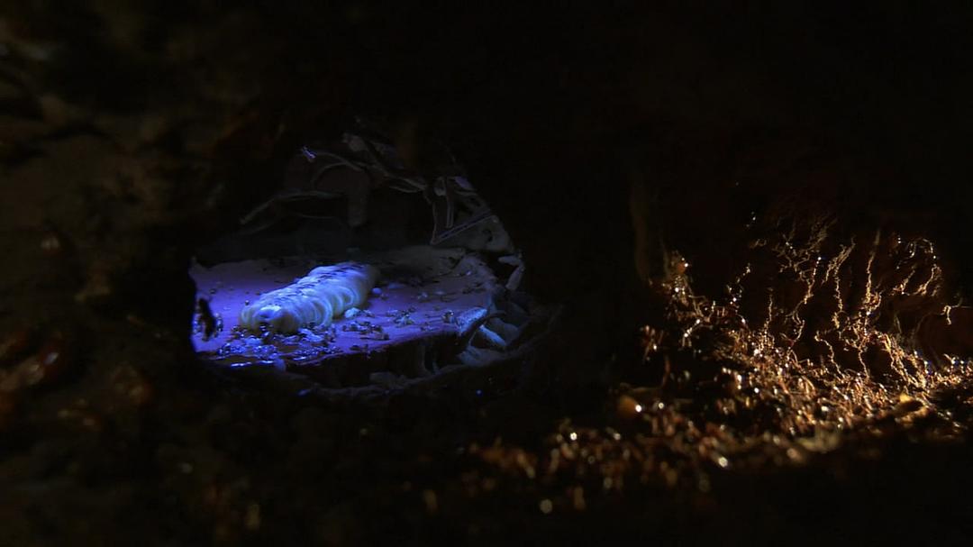 围困城堡 La Citadelle assiégée