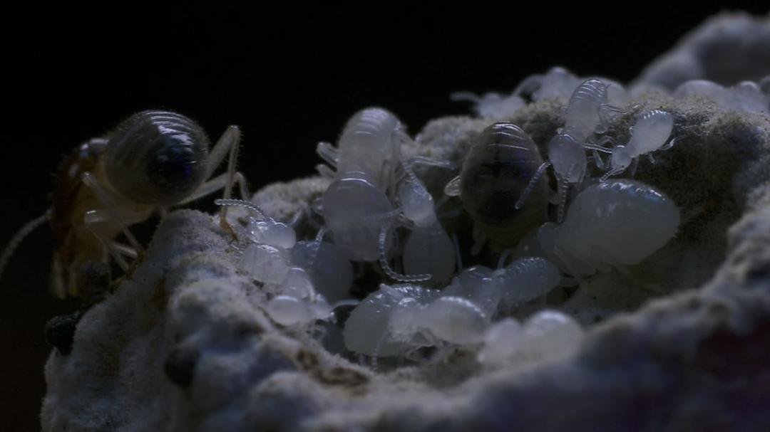 围困城堡 La Citadelle assiégée