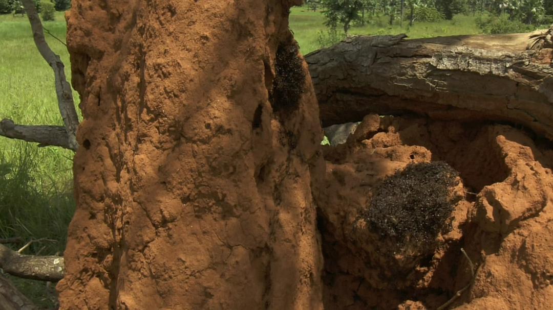 围困城堡 La Citadelle assiégée