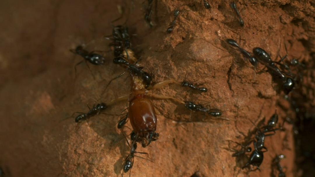 围困城堡 La Citadelle assiégée