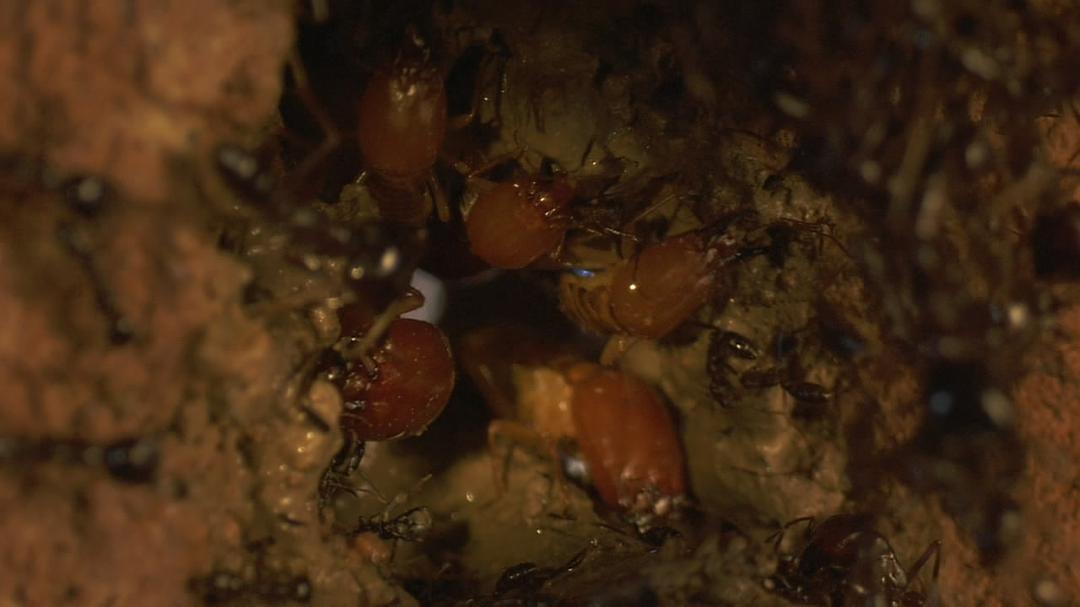 围困城堡 La Citadelle assiégée