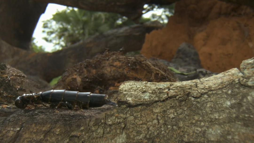 围困城堡 La Citadelle assiégée