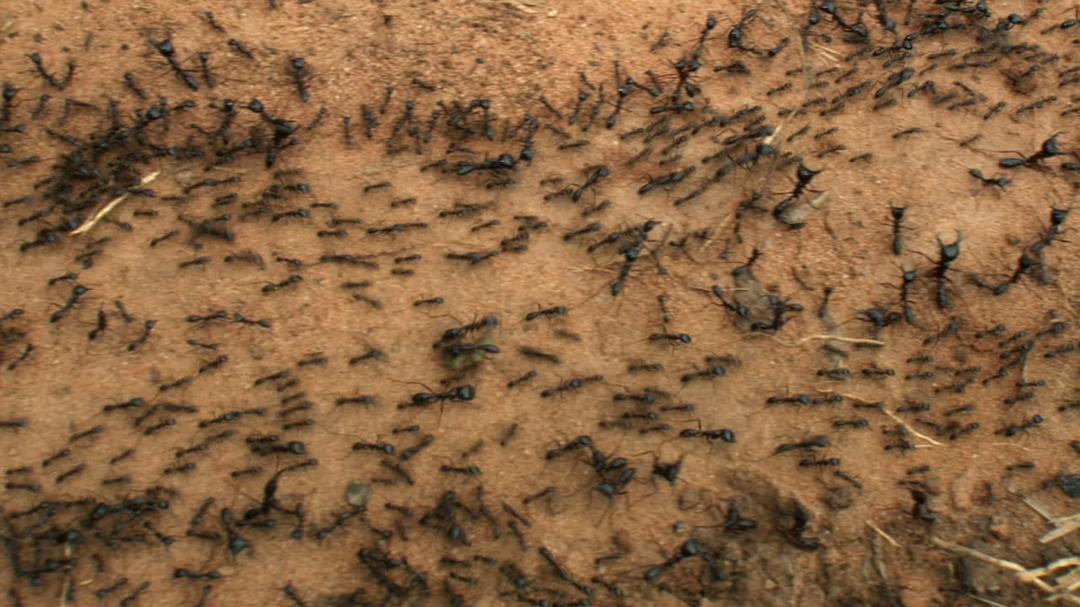 围困城堡 La Citadelle assiégée