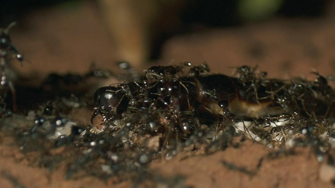 围困城堡 La Citadelle assiégée