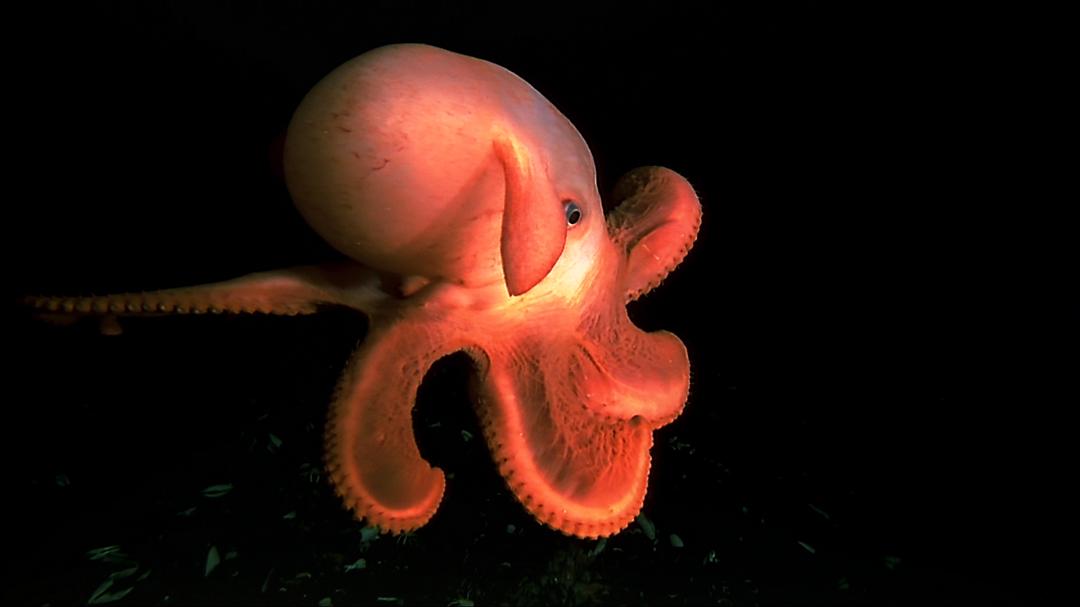 深海底火山 Volcanoes of the Deep Sea