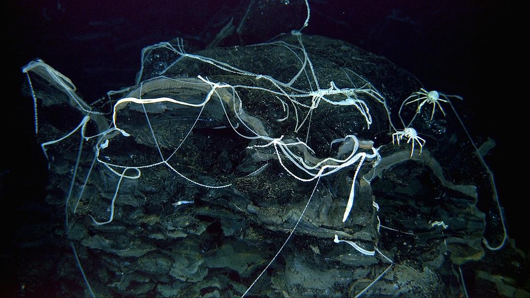 深海底火山 Volcanoes of the Deep Sea