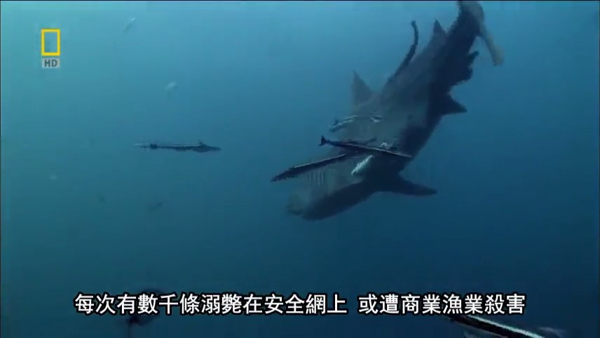 国家地理:21世纪鲨鱼 National Geographic 21st Century Shark