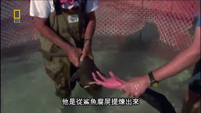 国家地理:21世纪鲨鱼 National Geographic 21st Century Shark