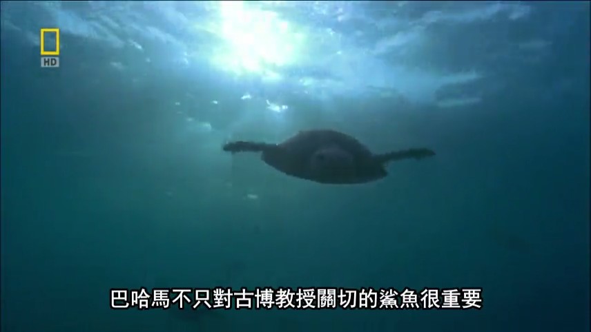 国家地理:21世纪鲨鱼 National Geographic 21st Century Shark