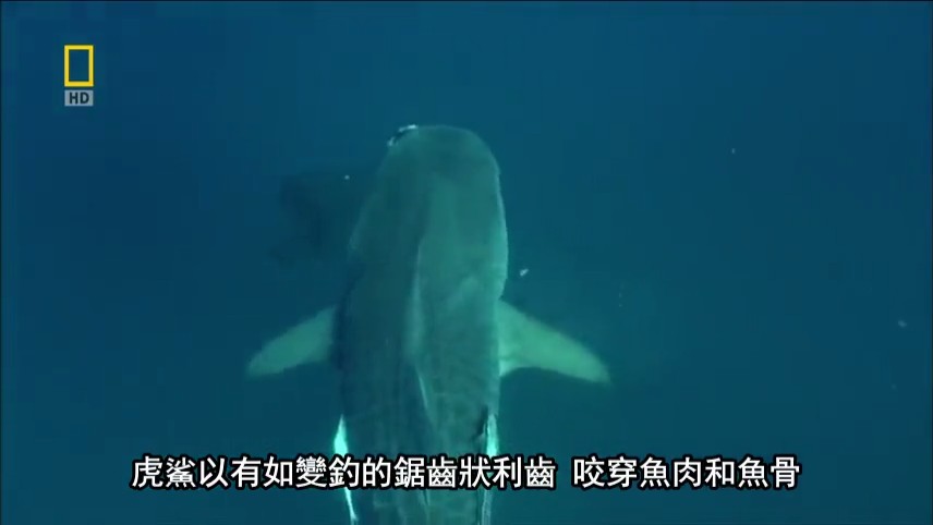 国家地理:21世纪鲨鱼 National Geographic 21st Century Shark