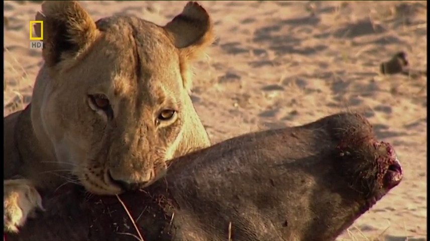 【国家地理.不守规矩的狮子】 National.Geographic.Lions.Behaving.Badly
