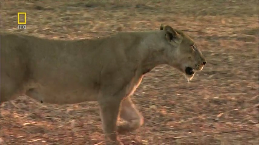 【国家地理.不守规矩的狮子】 National.Geographic.Lions.Behaving.Badly