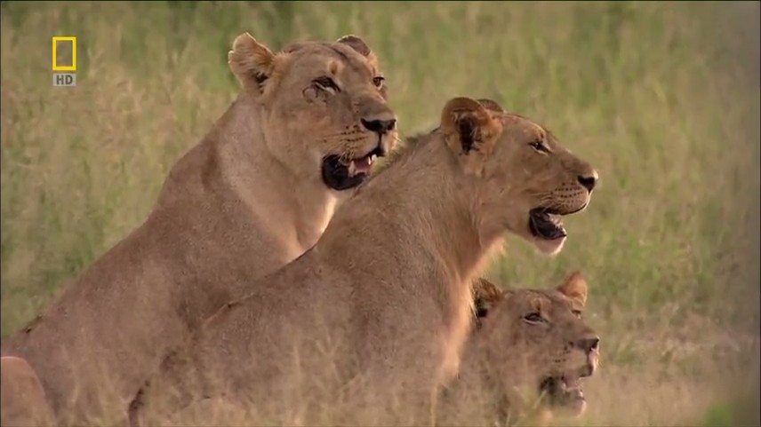 【国家地理.不守规矩的狮子】 National.Geographic.Lions.Behaving.Badly