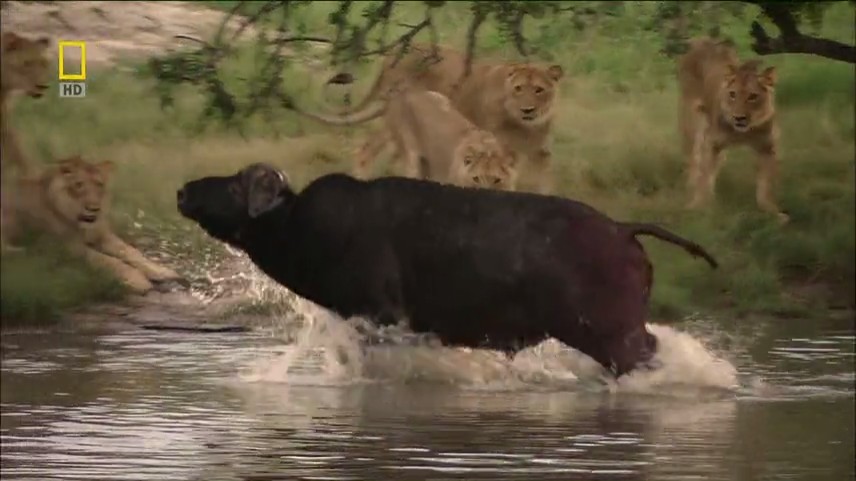 【国家地理.不守规矩的狮子】 National.Geographic.Lions.Behaving.Badly
