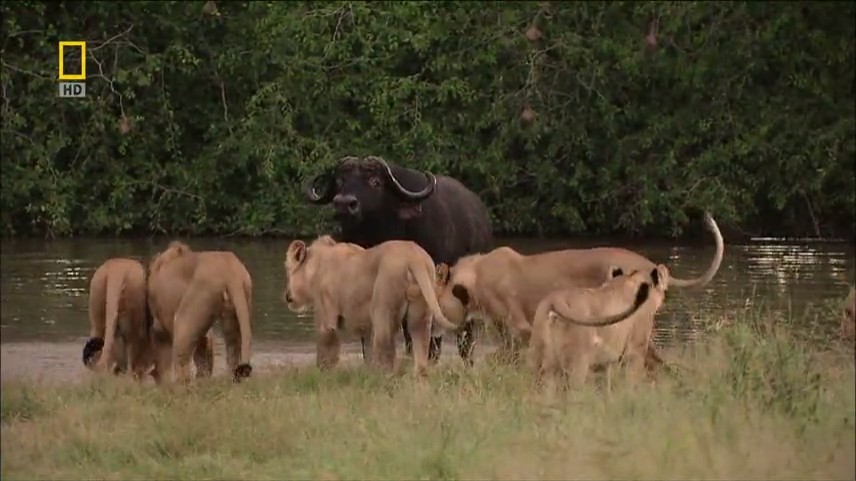 【国家地理.不守规矩的狮子】 National.Geographic.Lions.Behaving.Badly