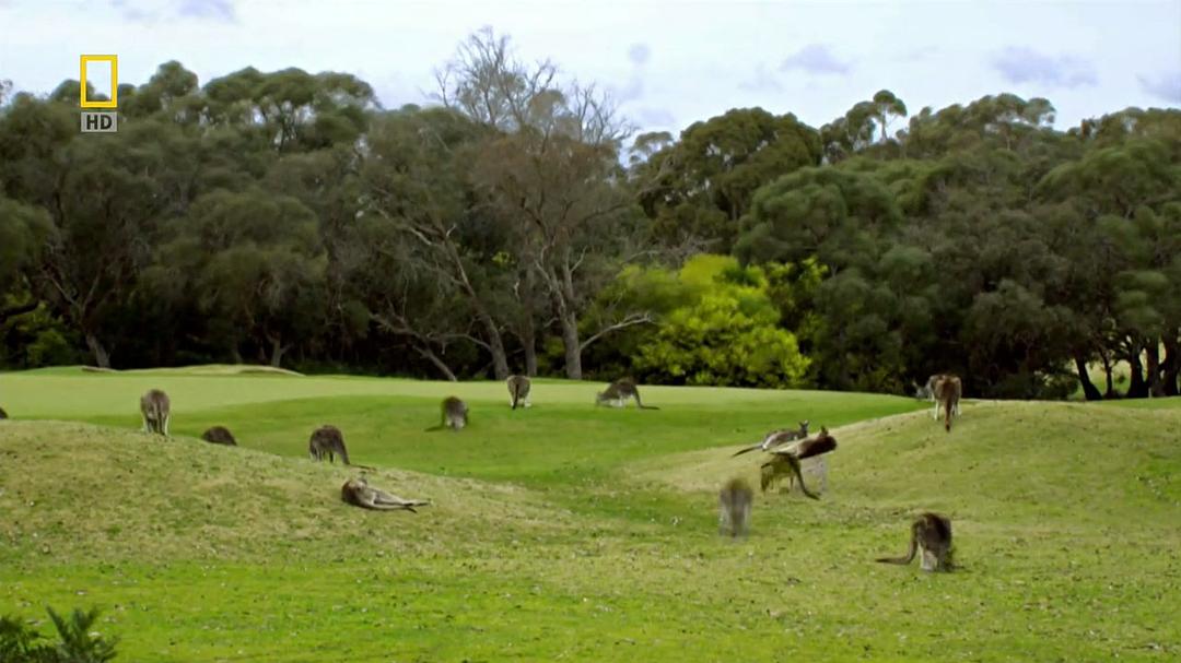 国家地理 袋鼠骚动 National Geographic Kangaroo Kaos