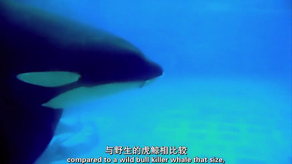 黑鲸 Blackfish