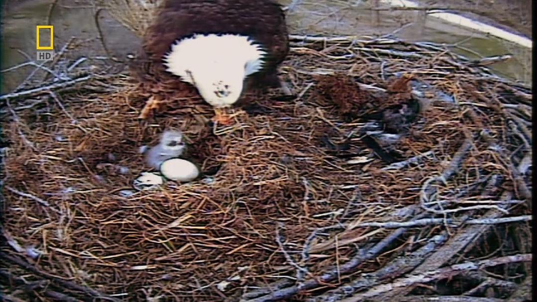 国家地理:美国国鸟.白头海雕传奇 National.Geographic.American.Eagle