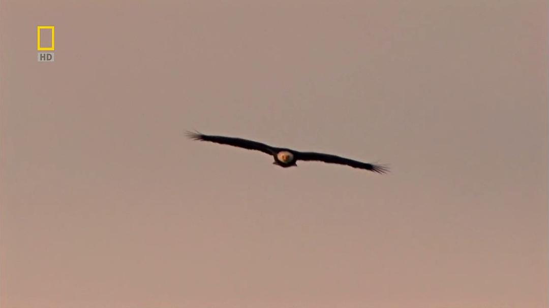 国家地理:美国国鸟.白头海雕传奇 National.Geographic.American.Eagle