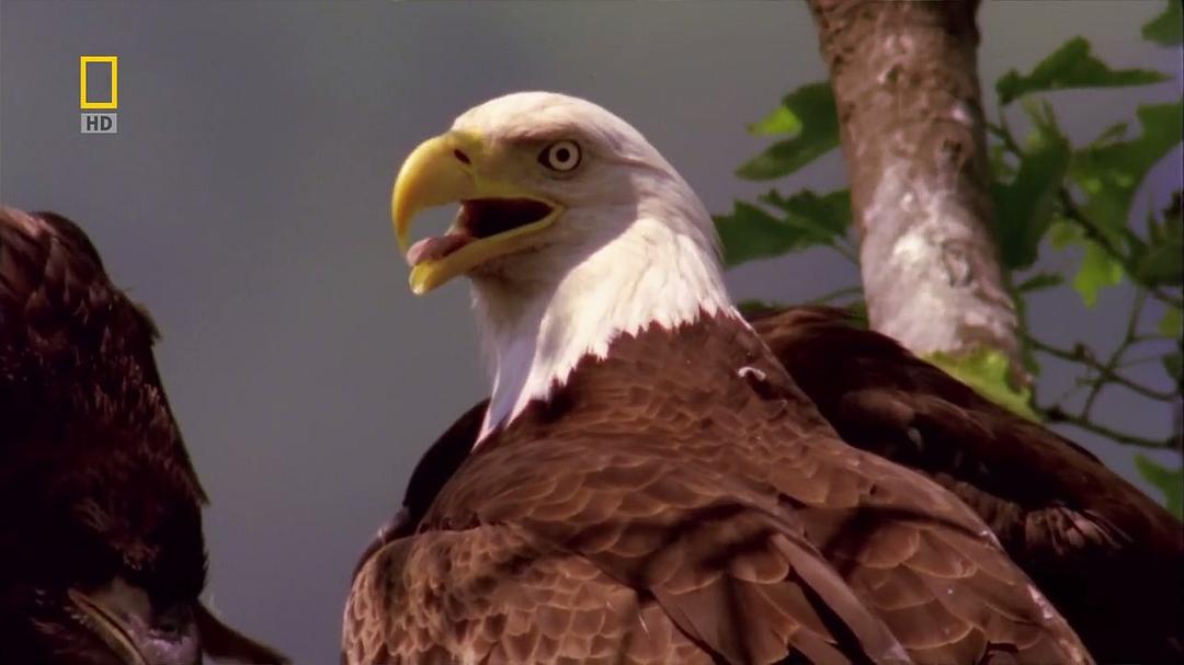 国家地理:美国国鸟.白头海雕传奇 National.Geographic.American.Eagle