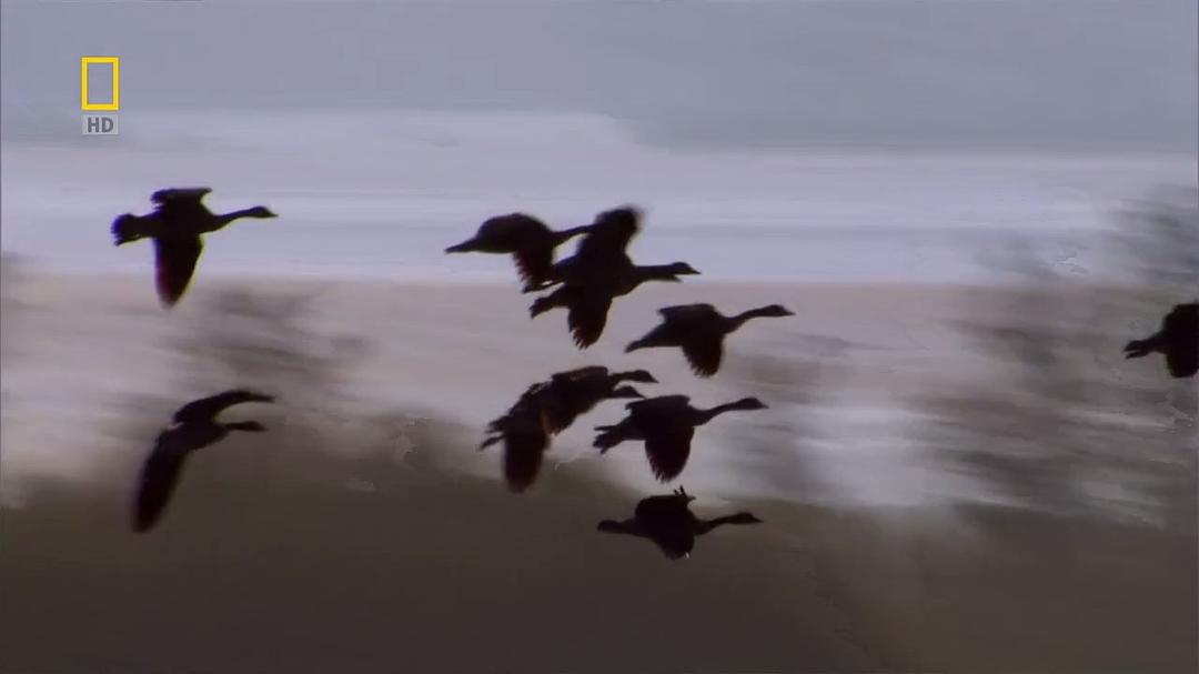 国家地理:美国国鸟.白头海雕传奇 National.Geographic.American.Eagle