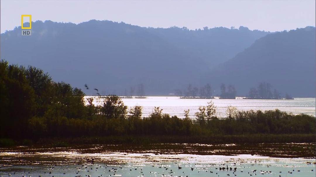 国家地理:美国国鸟.白头海雕传奇 National.Geographic.American.Eagle
