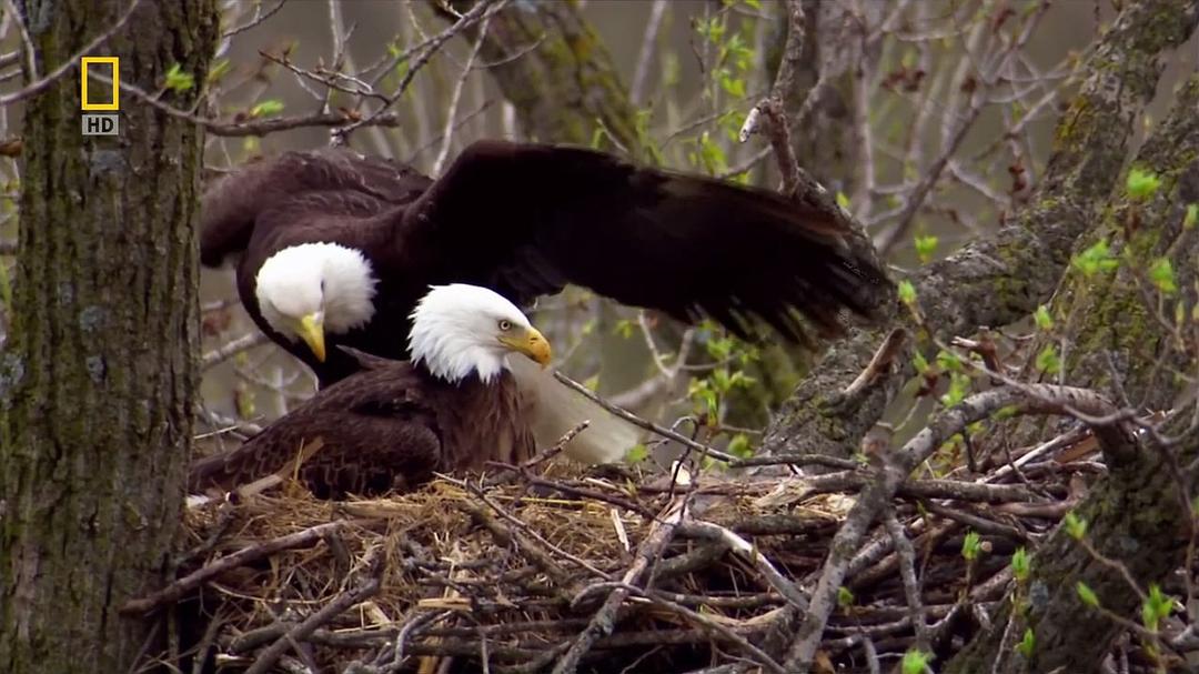 国家地理:美国国鸟.白头海雕传奇 National.Geographic.American.Eagle