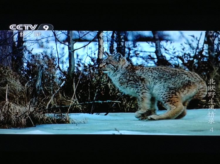 北欧野生风情录 Nordic Wild