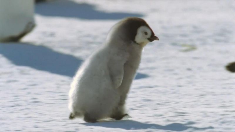 冰上动物宝宝 Snow Babies