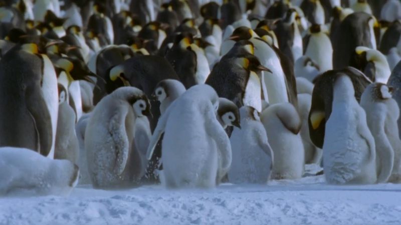 冰上动物宝宝 Snow Babies