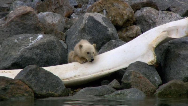 冰上动物宝宝 Snow Babies