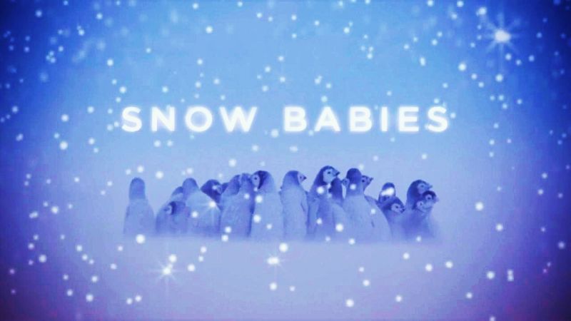冰上动物宝宝 Snow Babies